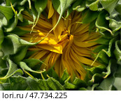 Close up of unopened sunflower Helianthus annuus bud with closed petals before blooming surrounded by green bracts. Стоковое фото, фотограф Сергей Пристяжнюк (Serg Zastavkin) / Фотобанк Лори