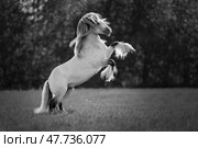 Лошадь породы Тинкер в свече на контровом свете в парке, черно-белая фотография. Стоковое фото, фотограф Писарев Александр Владимирович / Фотобанк Лори