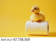 A fluffy yellow duckling perches on top of a roll of white paper towels. Пушистый желтый утенок сидит на рулоне белых бумажных полотенец. Стоковое AI-изображение, AI-художник Katsiaryna Repich / Фотобанк Лори