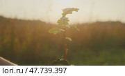 A young sapling is held gently in cupped hands against a golden field at sunset. Стоковое видео, видеограф Igor Tichonow / Фотобанк Лори