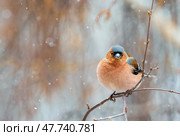 Bird male chaffinch sitting in spring park under falling snow. Стоковое фото, фотограф Бачкова Наталья / Фотобанк Лори
