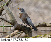 Fieldfare or Turdus pilaris sitting on tree branch. Стоковое фото, фотограф Ольга Сергеева / Фотобанк Лори