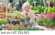 Senior woman landscape designer view contemplate and examines dianthus plants. Стоковое видео, видеограф Яков Филимонов / Фотобанк Лори