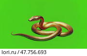 Golden snake on a green insulated chromakey background. Стоковое AI-видео, аниматор Виктория Кольцова / Фотобанк Лори