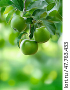 Close-up of apple tree branch with three green apples against blurry background. Bokeh effect. Стоковое AI-изображение, AI-художник Катерина Ковалева / Фотобанк Лори