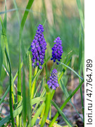Flowers of the Armenian Muscari (Muscari armeniacum), Asparagus (Asparagaceae). Стоковое фото, фотограф Ирина Ручушкина / Фотобанк Лори