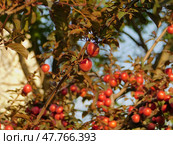 Алыча (слива вишнеплодная, слива растопыренная (Prunus cerasifera)) — спеющие плоды на ветках. Стоковое фото, фотограф Snezka / Фотобанк Лори