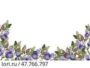 Blueberry border with green leaves on branch, hand drawn watercolor, ripe forest berry. Isolated frame botanical illustration for restaurant, cafe menu, wedding, farmers market. Стоковая иллюстрация, иллюстратор Елена Кончукова / Фотобанк Лори