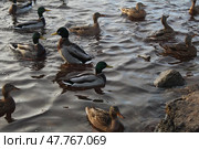 A flock of ducks rests on the water. Migratory birds in autumn. Стоковое фото, фотограф Кристина Шоба / Фотобанк Лори