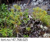 Багульник болотный (Рододендрон войлочный) (Ledum palustre). Общий вид. Стоковое фото, фотограф Ирина Борсученко / Фотобанк Лори