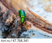 green beetle on a birch stump. Стоковое фото, фотограф Олег Жуков / Фотобанк Лори