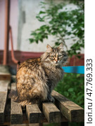 Пушистая рыжая камышовая кошка на улице сидит на скамейке. Стоковое фото, фотограф Александра Сазанова / Фотобанк Лори