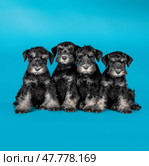two Miniature Schnauzer puppies sitting on a blue background. Стоковое фото, фотограф Артем Курутин / Фотобанк Лори