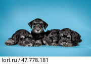 two Miniature Schnauzer puppies sitting on a blue background. Стоковое фото, фотограф Артем Курутин / Фотобанк Лори