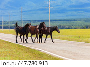 Siberia. Baikal region. Buryatia. Three bay horses cross the road in Tunkinsky Nature Park on a sunny summer day.  Tunka Valley. Arshan. Стоковое фото, фотограф Виктория Катьянова / Фотобанк Лори