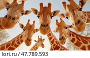 Group of adorable giraffes curiously looking down in a warm sunset setting. Группа очаровательных жирафов с любопытством смотрит вниз на фоне теплого заката. Стоковое AI-изображение, AI-художник Katsiaryna Repich / Фотобанк Лори