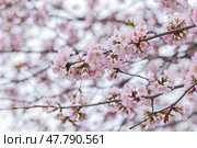 A close-up photo of delicate pink cherry blossoms on a tree branch. Стоковое фото, фотограф EugeneSergeev / Фотобанк Лори