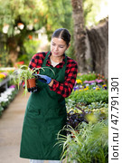 Young female worker of gardening store arranging potted chlorophytum. Стоковое фото, фотограф Яков Филимонов / Фотобанк Лори