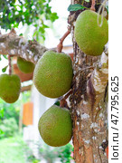 jackfruit. Unique in its size and very tasty unusual fruit of Thailand. (2015 год). Стоковое фото, фотограф Олег Жуков / Фотобанк Лори