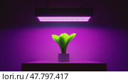 Green salad plant under LED grow light. 3d illustration. 4K video. Стоковая анимация, аниматор Николай Евсюков / Фотобанк Лори