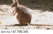 Agile wallaby eating and posing on sandy ground. Стоковое видео, видеограф Константин Шишкин / Фотобанк Лори