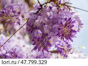 Blooming Wisteria Sinensis with classic purple flowers in full bloom in drooping racemes against the sky. Garden with wisteria in spring. Стоковое фото, фотограф Анастасия Мерчик / Фотобанк Лори