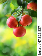 Close-up of apple tree branch with fresh red apples against green background. Bokeh effect. Стоковое AI-изображение, AI-художник Катерина Ковалева / Фотобанк Лори