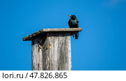 The starling sits on the birdhouse against the background of the blue sky. Стоковое фото, фотограф Igor Skripachev / Фотобанк Лори