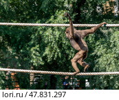 A chimpanzee monkey with long arms walks through vines in trees. Стоковое фото, фотограф Фотограф / Фотобанк Лори