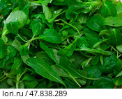 Heap of green fresh arugula leaf and canonigo or mache. Стоковое фото, фотограф Яков Филимонов / Фотобанк Лори