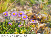 Beautiful butterfly wren from genus Nymphalidae with black and white spots on red-orange wings (Lat. Aglais urticae, Nymphalis urticae) on wild daisy flowers on sunny summer day on coast of Baikal lake. Стоковое фото, фотограф Виктория Катьянова / Фотобанк Лори