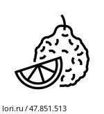 bergamot aromatherapy line icon vector isolated illustration. Стоковая иллюстрация, иллюстратор Vectorwin / Фотобанк Лори