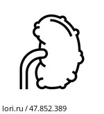 chronic pyelonephritis line icon vector illustration. Стоковая иллюстрация, иллюстратор Vectorwin / Фотобанк Лори