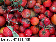 Tomatoes with patchy ripening, yellow spots, and poor development — symptoms of nutrient imbalance and mineral deficiency.  Tomatoes with Uneven Ripening and Deficiency. Стоковое фото, фотограф Башкирова Анна / Фотобанк Лори