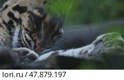Clouded leopard cleaning its paw in captivity. Стоковое видео, видеограф Константин Шишкин / Фотобанк Лори