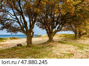 Sandy beach on coastline of Baltic Sea on Vistula Spit. Baltiysk. Russia. Стоковое фото, фотограф Elena Odareeva / Фотобанк Лори
