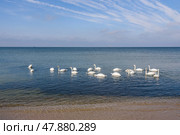 Flock of white swans in the calm water of the Baltic Sea at Vistula Spit. Baltiysk. Russia. Стоковое фото, фотограф Elena Odareeva / Фотобанк Лори