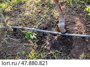 Drip irrigation in the garden. HDPE pipe with an adjustable dripper from which water drips onto the ground, irrigating young tree seedlings, top view. Стоковое фото, фотограф Коханова Наталья / Фотобанк Лори
