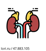 adrenals endocrinology color icon vector illustration. Стоковая иллюстрация, иллюстратор Vectorwin / Фотобанк Лори