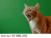 Giger red cat on green screen isolated with chromakey, real shot. Close-up portrait of angry cat hissing and raising up two paws on the green screen. Feline with open mouth, muzzle close up. Says meow. Стоковое AI-изображение, AI-художник Марина Демидюк / Фотобанк Лори
