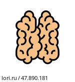 thymus of immune system color icon vector illustration. Стоковая иллюстрация, иллюстратор Vectorwin / Фотобанк Лори