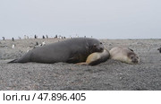 Three Elephant seals resting in Antarctica time laps. Стоковое видео, видеограф Vladimir / Фотобанк Лори