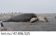 three Elephant seals resting in Antarctica. Стоковое видео, видеограф Vladimir / Фотобанк Лори