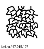 english ivy line icon vector illustration. Стоковая иллюстрация, иллюстратор Vectorwin / Фотобанк Лори