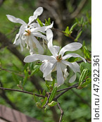 Magnolia × loebneri Kache, hybrid of two Magnolia species, Japanese Magnolia kobus and M. stellata on spring day. Стоковое фото, фотограф Валерия Попова / Фотобанк Лори
