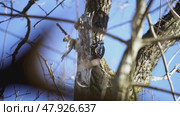 Beautiful woodpecker on a tree. Стоковое видео, видеограф Igor Skripachev / Фотобанк Лори