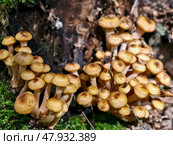 Опята осенние на стволе дерева в лесу. A group of edible honey fungi Armillaria mellea on the bark of a tree in a forest. Стоковое фото, фотограф Сергей Пристяжнюк (Serg Zastavkin) / Фотобанк Лори