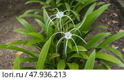 A beautiful white flower hymenocallis littoralis beach spider lily. Delicate thin petals, stamens. Long green leaves. Top view. Malaysia. Стоковое фото, фотограф Вера Ивановна Кубарева / Фотобанк Лори