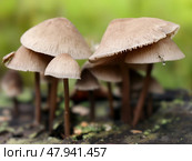 Close-up photo of Mycena mushrooms growing on tree stump in forest. Natural macrophotography fungal background. Стоковое фото, фотограф Сергей Пристяжнюк (Serg Zastavkin) / Фотобанк Лори