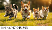 Group of four domestic animals running to camera in the grass in summer, outdoor. Puppy and kitten walking in park. Cats with dogs playing together in field. Golden Hour. Welsh Corgy and kittens. Стоковое AI-изображение, AI-художник Марина Демидюк / Фотобанк Лори